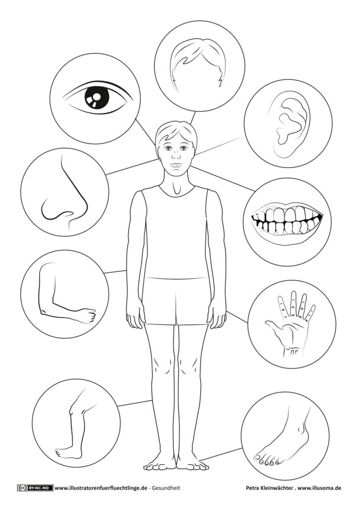 Gesundheit - Körper Körperteile