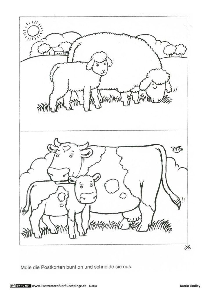 Natur - Bauernhof Postkarten Kuh Schaf